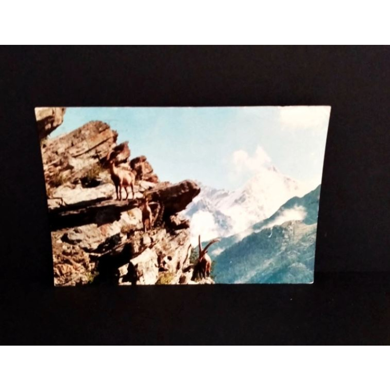 Alla Valle di Cogne. Ansichtskarte-Nr. D-866