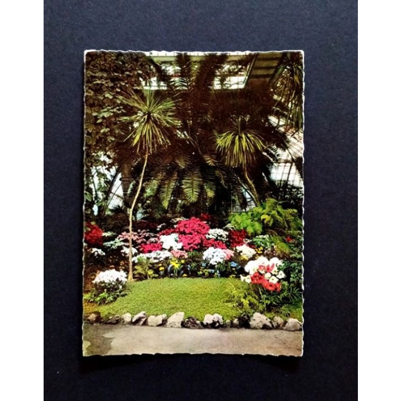 Wien, Palmenhaus Schönbrunn 1. Abteilung Ansichtskarte-Nr. L-29