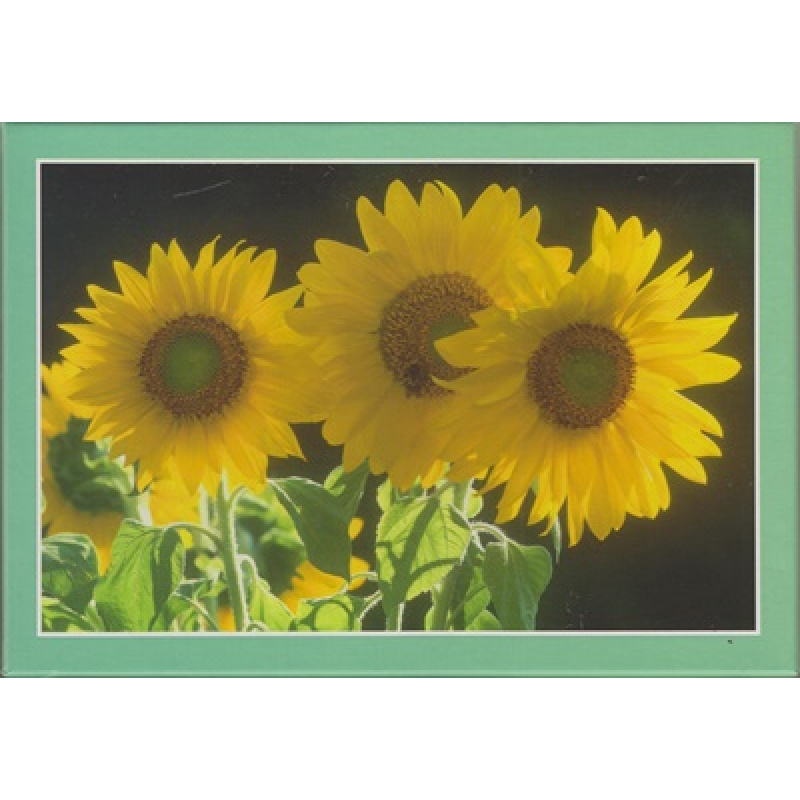Sonnenblumen-Wunder (98y)