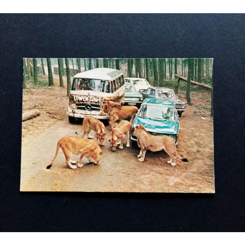Ansichtskarte-Tüddern. Löwen und Großwild-Auto-Safari.